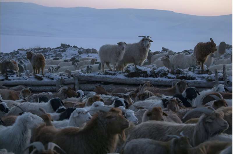 Soaring demand for cashmere abroad has seen the size of Mongolia's livestock population triple since 1990
