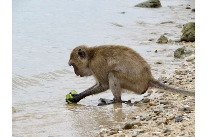 Social rank may determine if animals live fast, die young