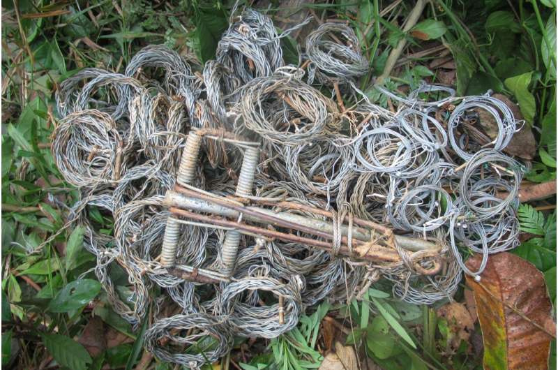 Solving the Southeast Asian snaring crisis: Wire snare removal in protected areas is labour-intensive but effective