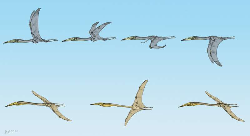 'Some pterosaurs would flap, others would soar' – new study further confirms the flight capability of these giants of the skies