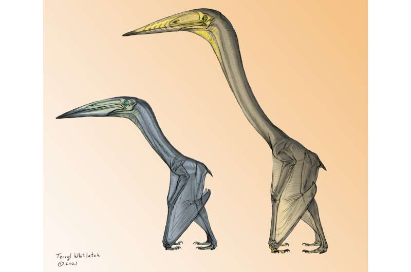 'Some pterosaurs would flap, others would soar' – new study further confirms the flight capability of these giants of the skies