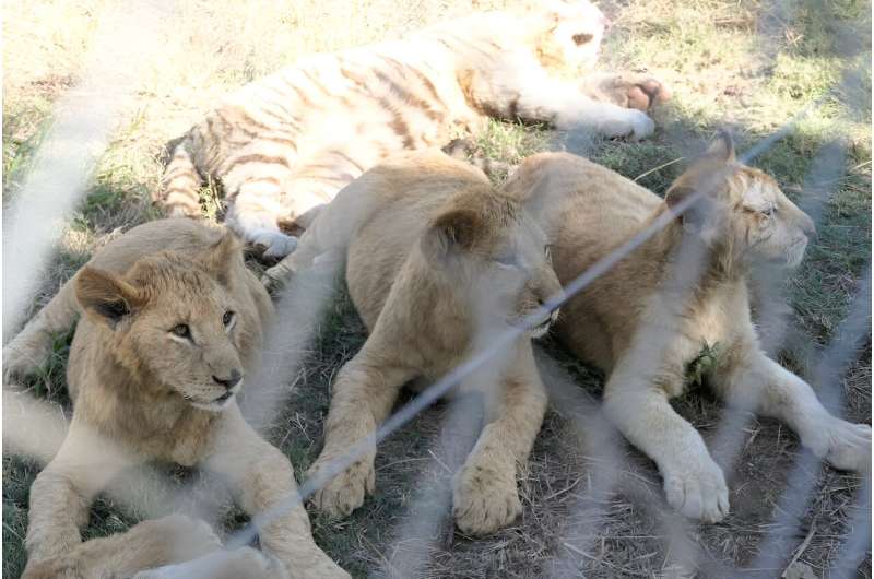 South Africa is to shut down captive lion farms—experts warn the plan needs a deadline