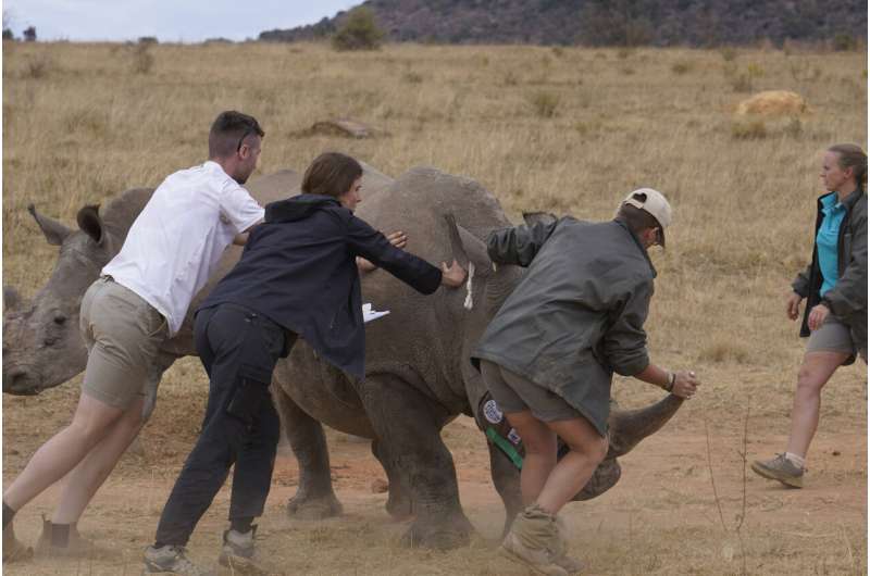 South African researchers test use of nuclear technology to curb rhino poaching
