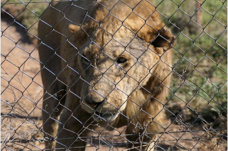 South Africa's controversial lion farming industry is fueling the illegal international trade in big cat bones