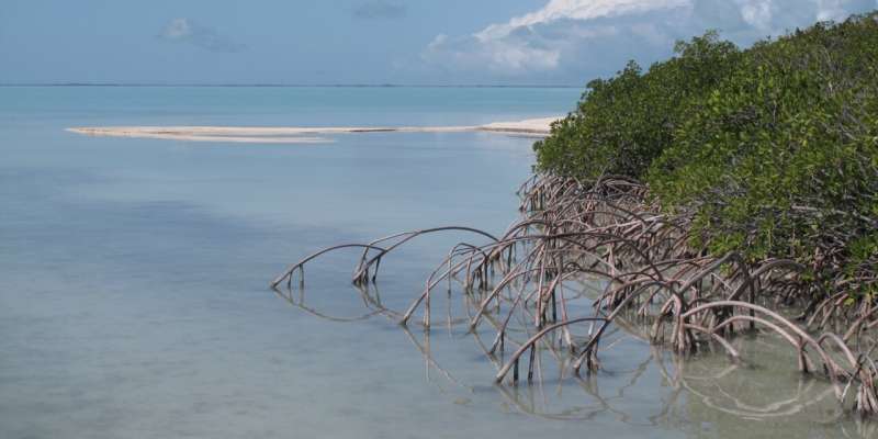 South Florida estuaries warming faster than Gulf of Mexico, global ocean, USF research shows