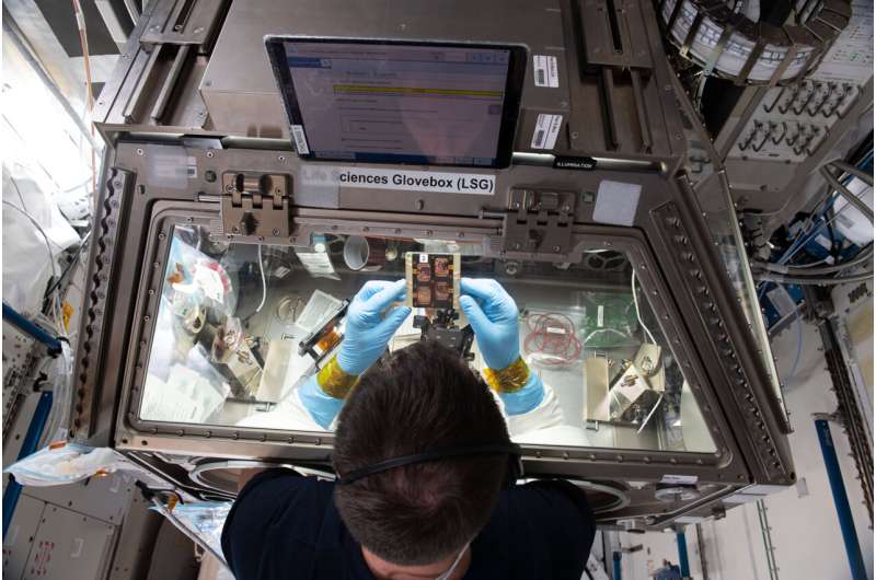 Space-trekking muscle tests drugs for microgravity-induced muscle impairment