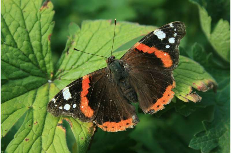 Spanish butterflies better at regulating their body temperature than their British cousins
