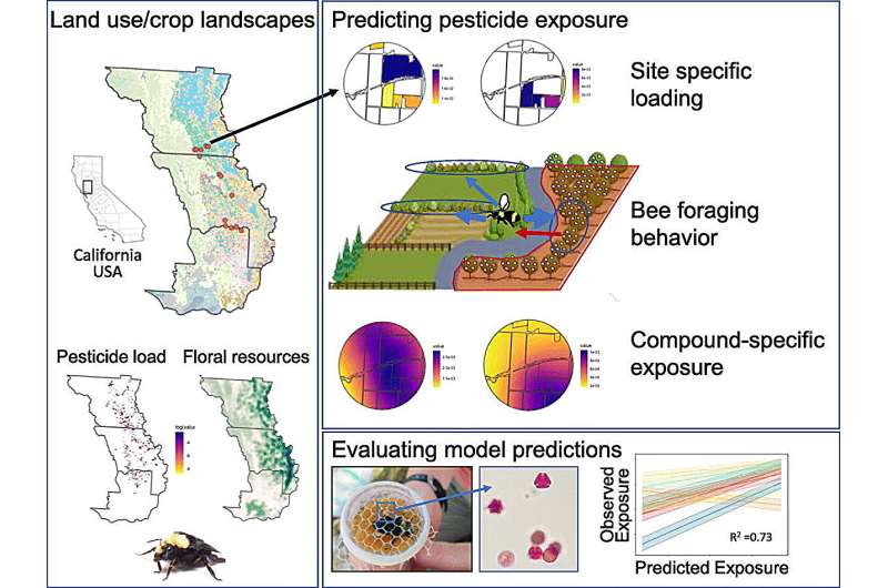 Un modelo espacial predice la exposición de los abejorros al uso de pesticidas