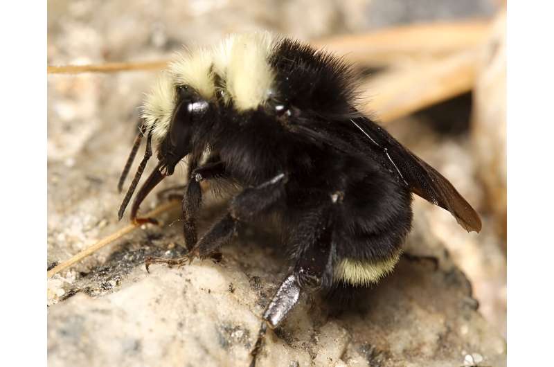 Spatial model predicts bumblebee exposure to pesticide use