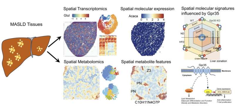 Spatial multi-omics characterizes GPR35-relevant lipid metabolism signatures across liver zonation in MASLD