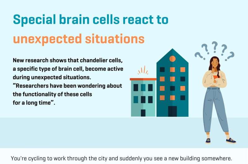 Special brain cells react to unexpected situations