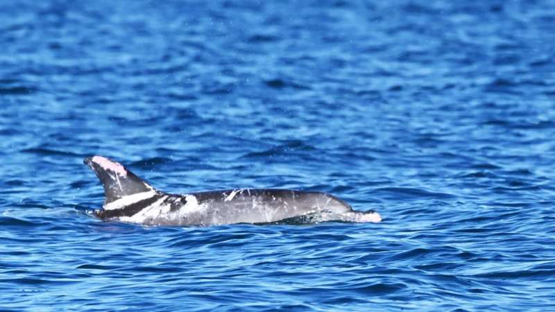 'Speckles' the piebald dolphin makes a splash as Australian first