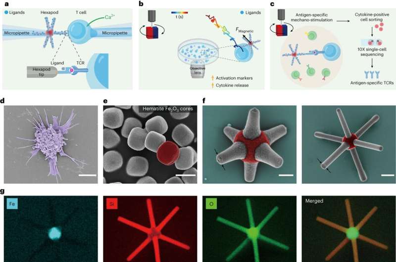 Spinning, magnetic micro-robots help researchers probe immune cell recognition