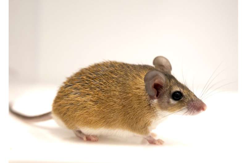 Spiny mice point the way to new path in social neuroscience