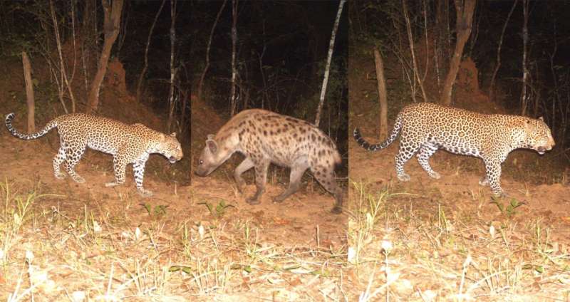 Spotted apex predator being pressured by spotted pack hunters – and it's our fault