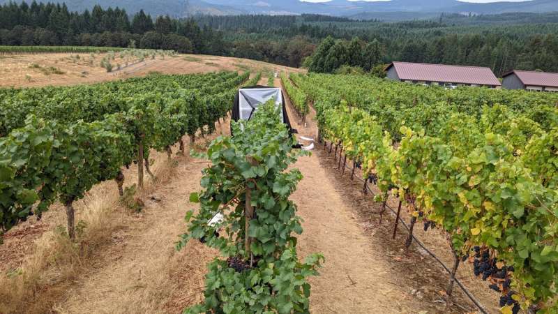 Spray coating for grapes shows promise in battle between wildfire smoke and wine