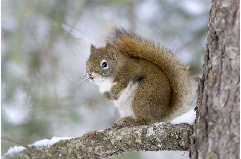 Squirrels benefit late in life from a food boom negating early-life adversity