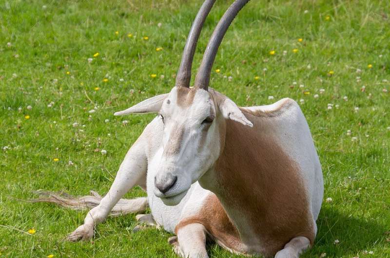 St. Louis Zoo helps oryx species come back from near-extinction