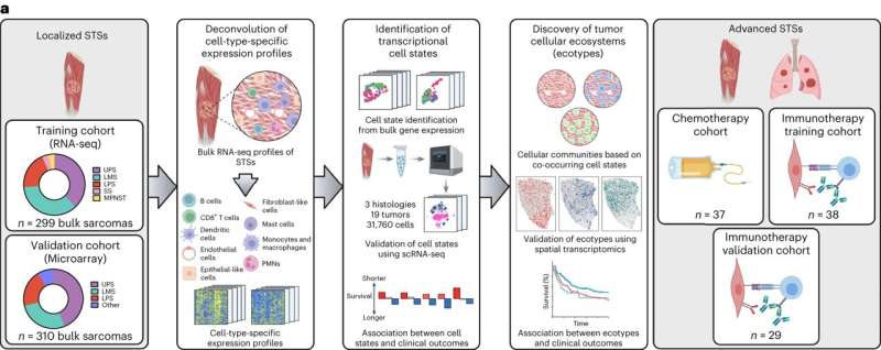 Stanford Medicine-designed AI tools tackle soft tissue sarcomas, identify new treatment strategies
