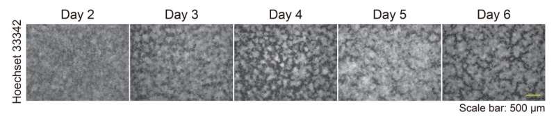 Starvation and adhesion drive formation of keratinocyte patterns in skin