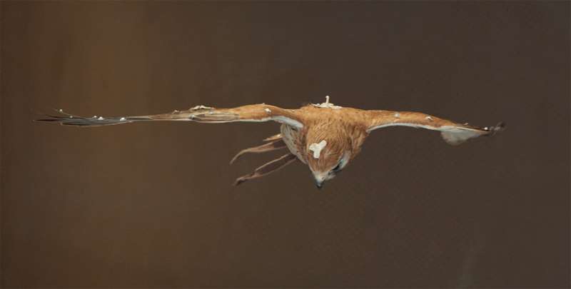 A Nankeen Kestrel hovering in the RMIT University wind tunnel. Credit: RMIT