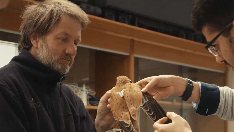 Martin Scuffins from the Leigh Valley Hawk and Owl Sanctuary and RMIT's Dr. Abdulghani Mohamed fitting sensors to the kestrel in RMIT's wind tunnel facility. Credit: RMIT