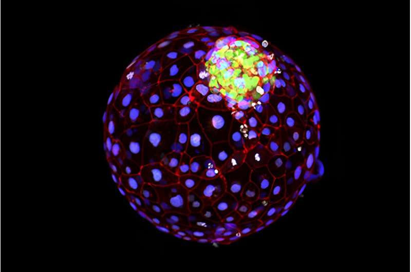 Stem cell model offers first glimpse of early human development