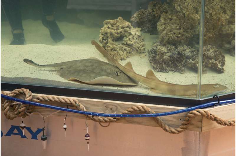 Stingray that got pregnant despite no male companion has died, aquarium says