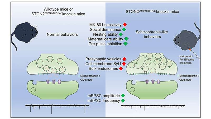 STON2 variations are involved in synaptic dysfunction and schizophrenia-like behaviors by regulating Syt1 trafficking