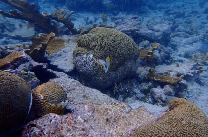 Stony coral tissue loss disease is shifting the ecological balance of Caribbean reefs