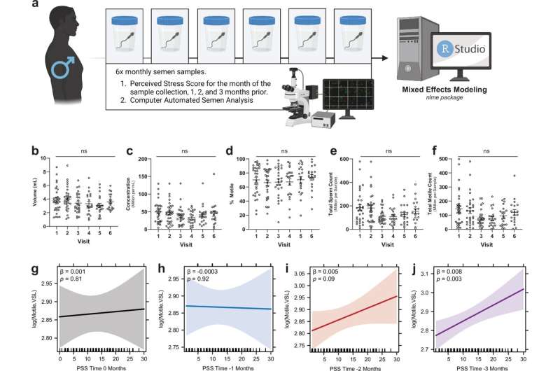 Stress-induced events jumpstart sperm performance once the event has passed, research reveals