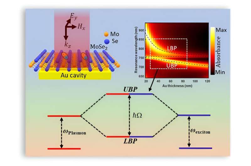 Strong coupling and catenary field enhancement in the hybrid plasmonic metamaterial cavity and TMDC monolayers