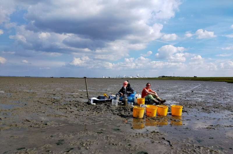 Stronger storms free more nutrients from mud flats
