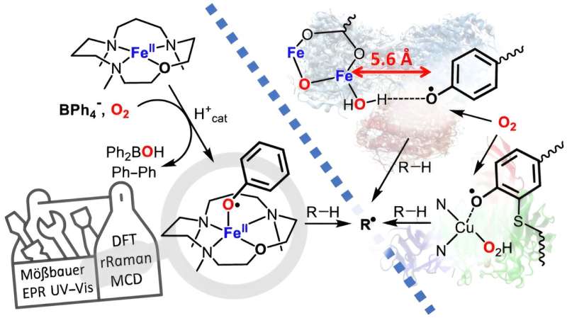 Stronger than nature: Optimized radicals as potential novel catalysts