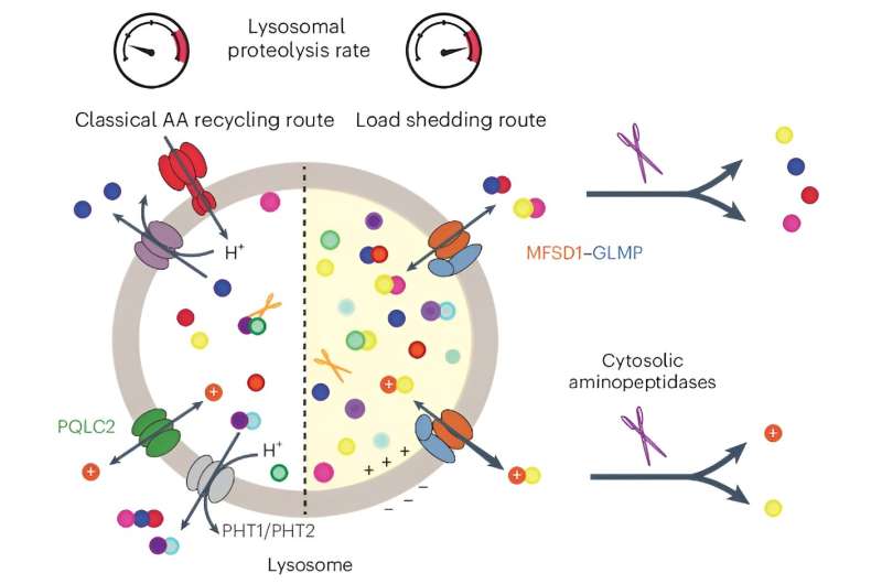Structure and function of new lysosome transporter revealed