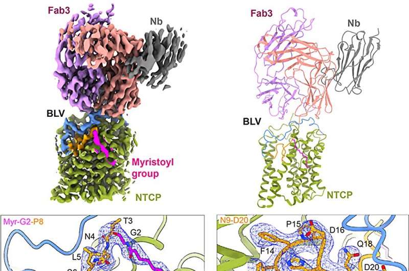 Structure of antiviral drug bulevirtide bound to hepatitis B and D virus receptor protein NTCP