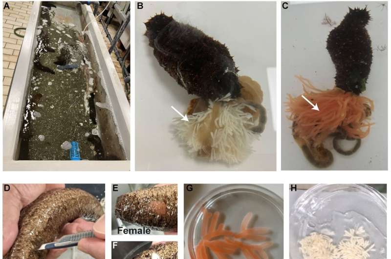 Study adds new sea cucumber species to the research toolbox