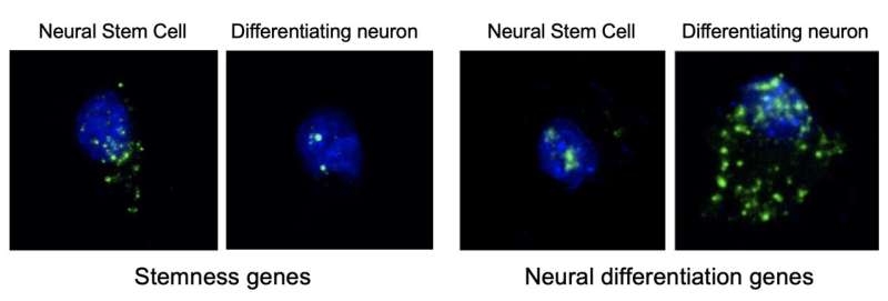 Study discovers the mechanism that avoids conflicts in the activity of brain stem cells