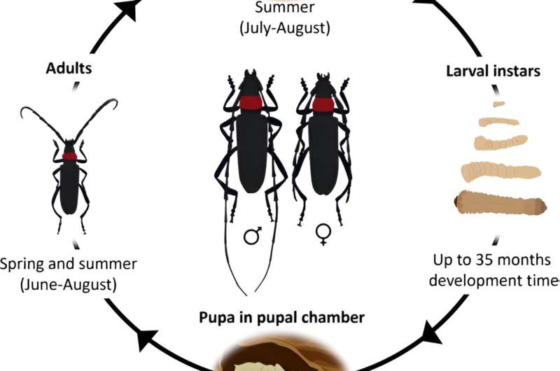 Study explores biology, impact, management and potential distribution of destructive longhorn beetle