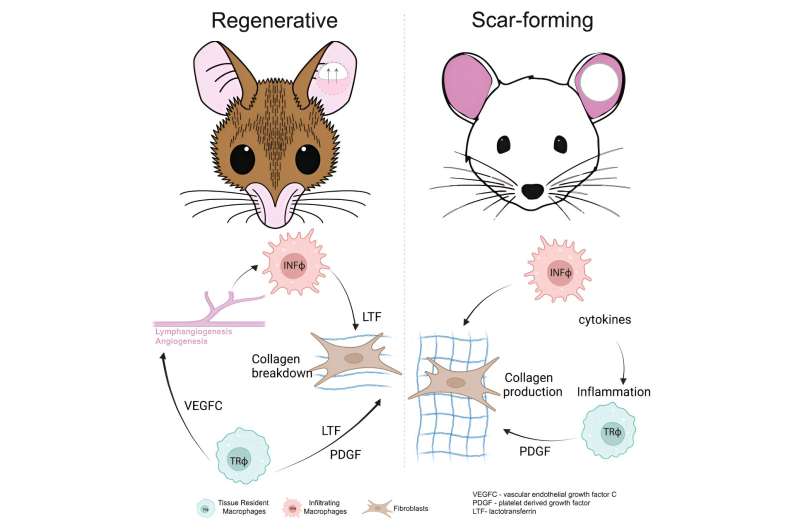 Study explores how macrophages regulate regenerative healing in spiny mice