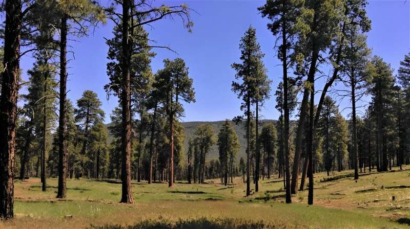 Study explores long-term impacts of ponderosa pine restoration treatment