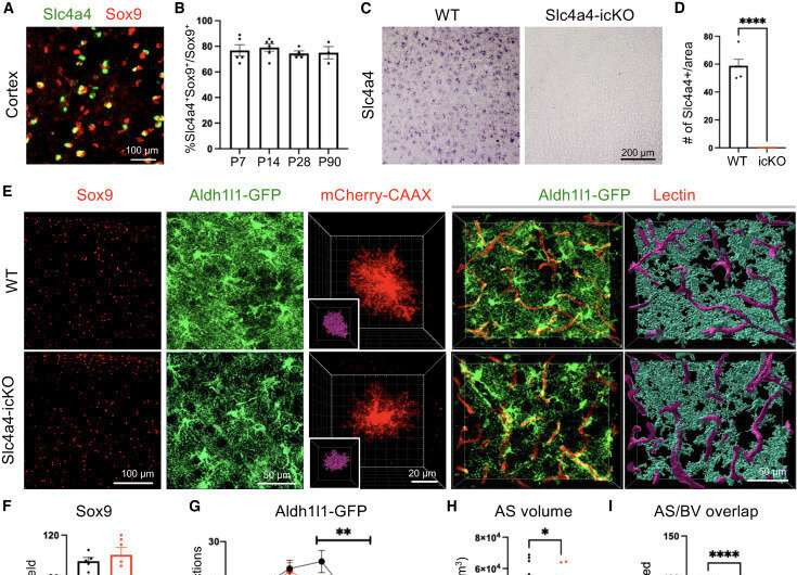 Study finds an astrocytic pH regulator that can repair the blood-brain barrier and reverse brain damage caused by ischemic stroke