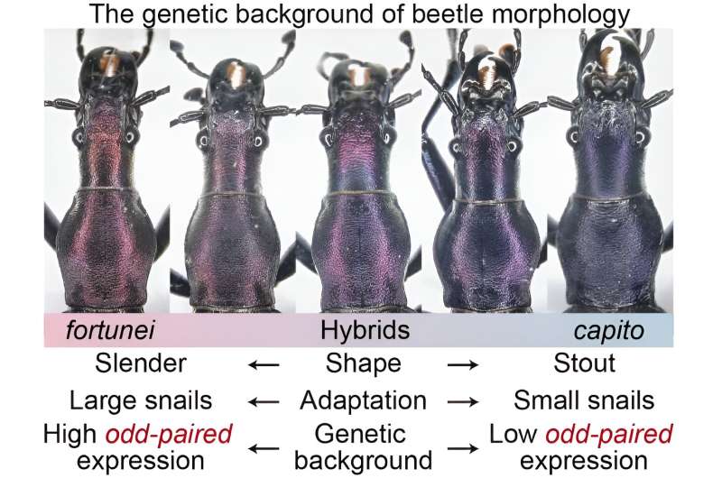 Study finds genetic difference that determines head shape and feeding strategy in beetles