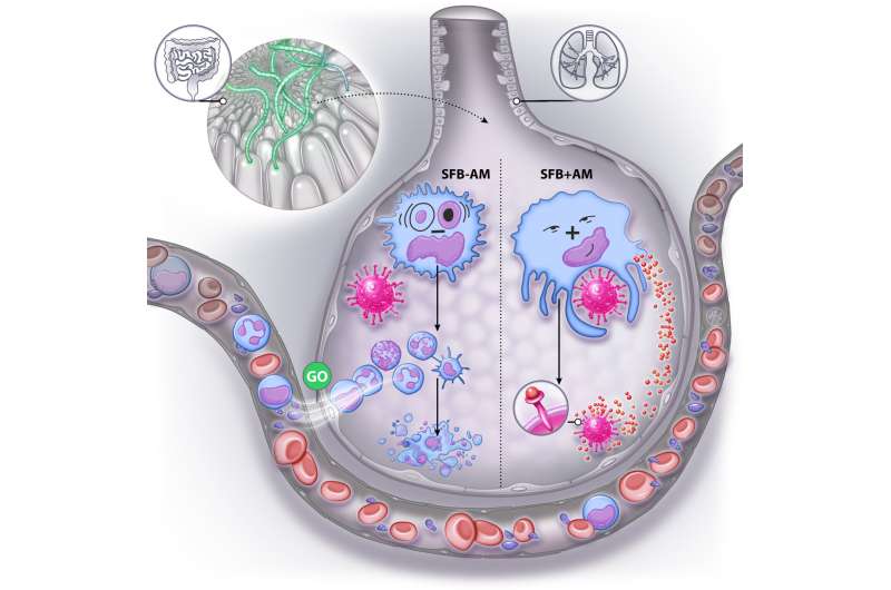 Study finds gut microbiota influence severity of respiratory viral infection