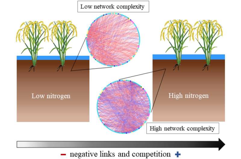 Study finds high nitrogen fertilizer input enhances the microbial network complexity in the paddy soil