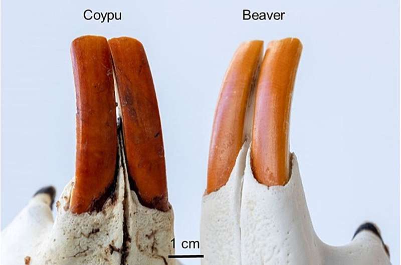 Study finds iron-rich enamel protects, but doesn't color, rodents' orange-brown incisors