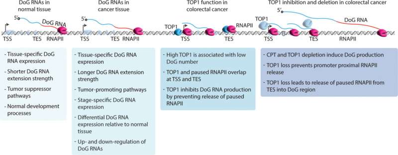 Study finds noncoding RNAs dysregulated in several human cancers