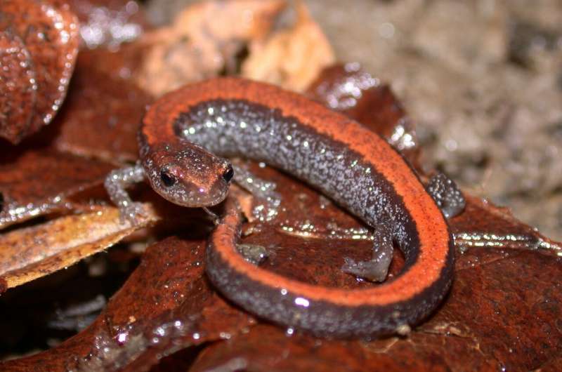 Study finds salamanders are surprisingly abundant in northeastern forests