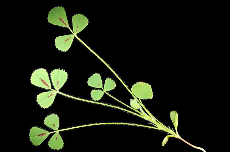 Study finds transcription factor regulating leaflet number in legume plants