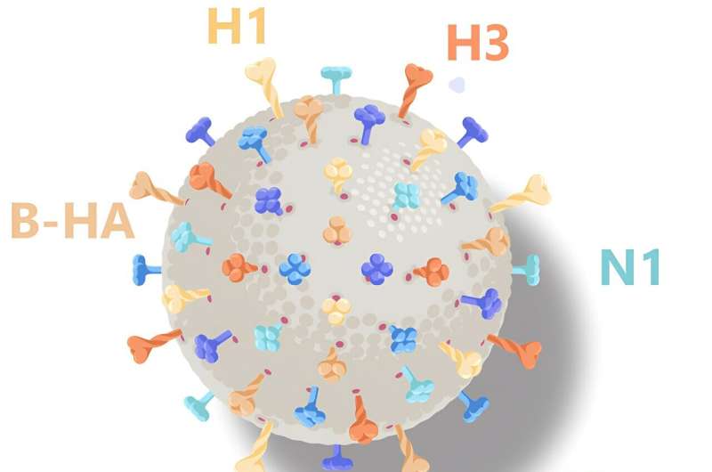 Study: 'Hexaplex' vaccine aims to boost flu protection